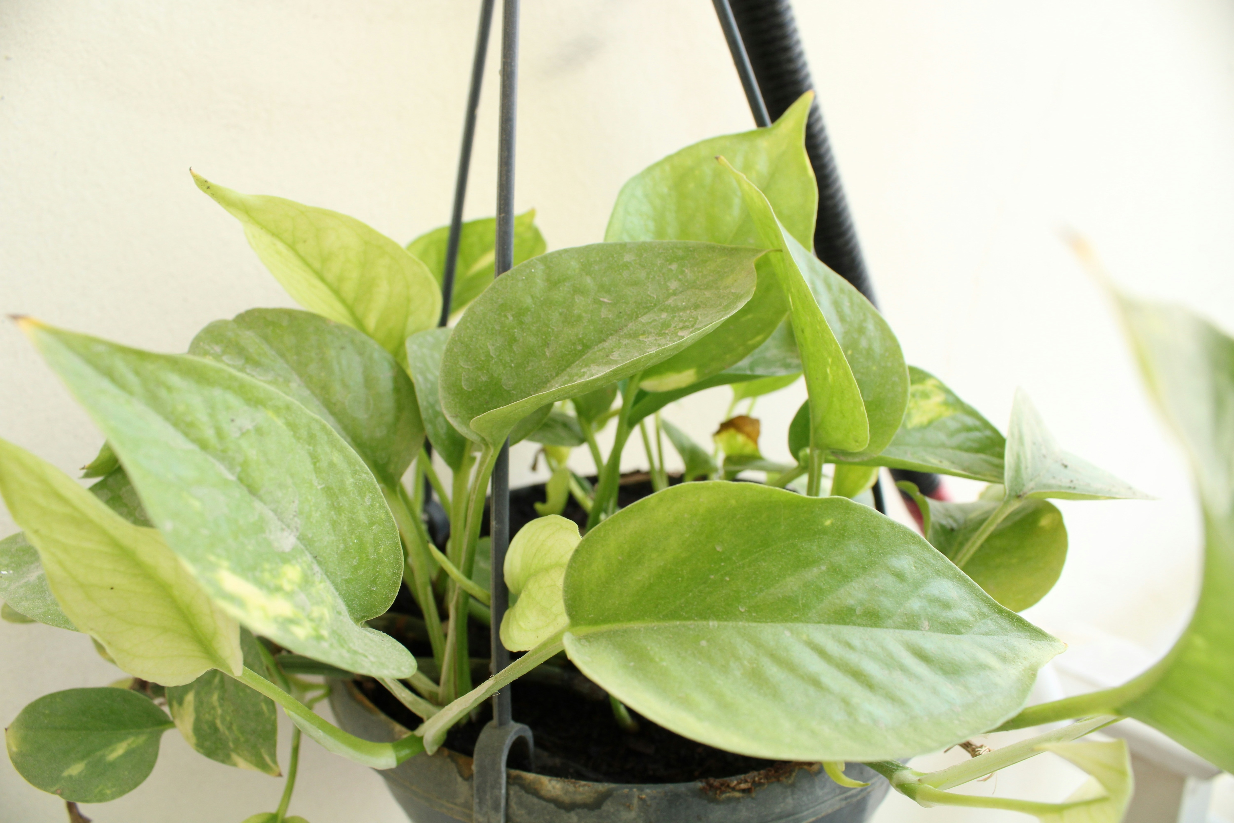 Indoor Plants