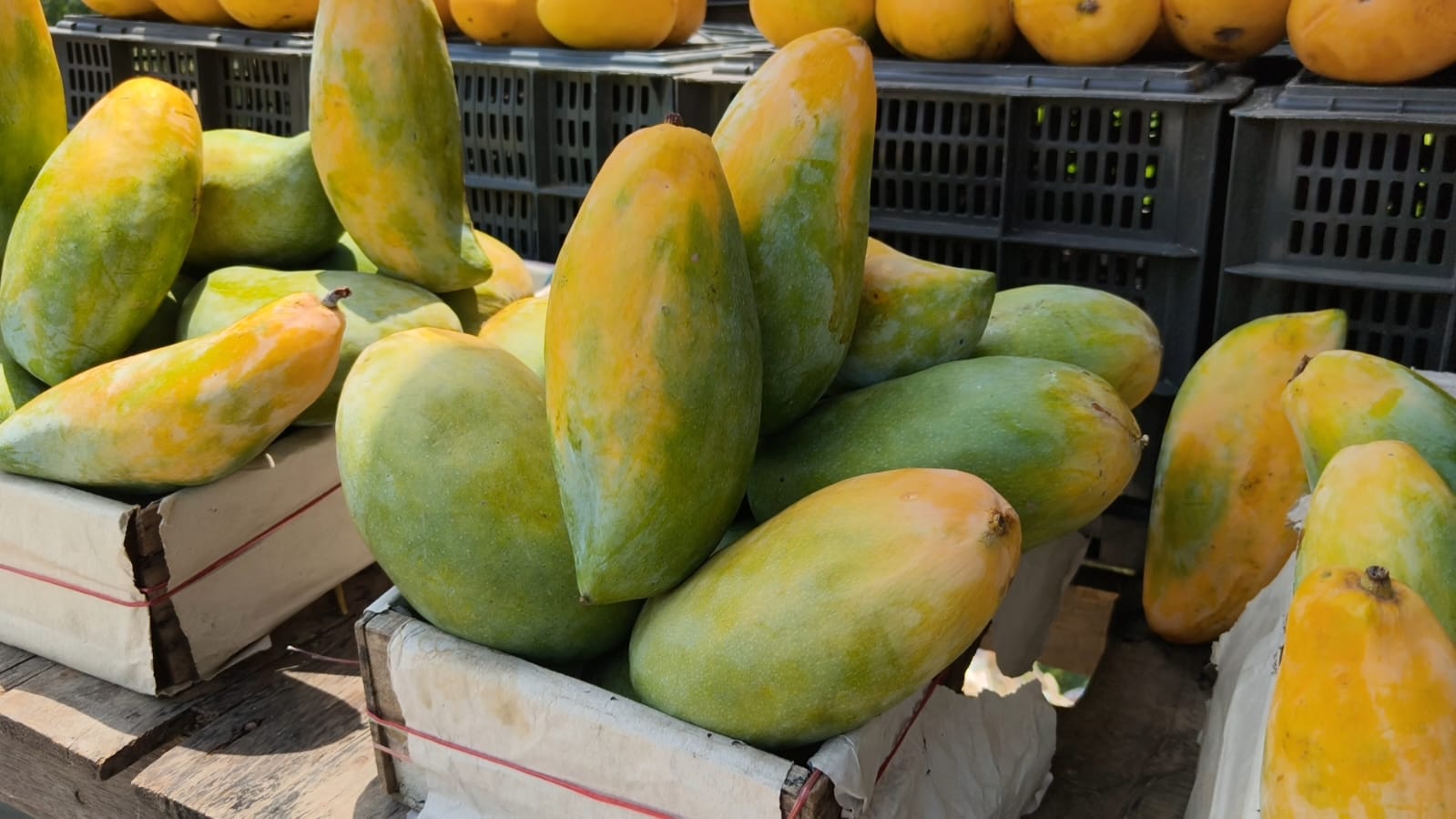 saharanpur mango