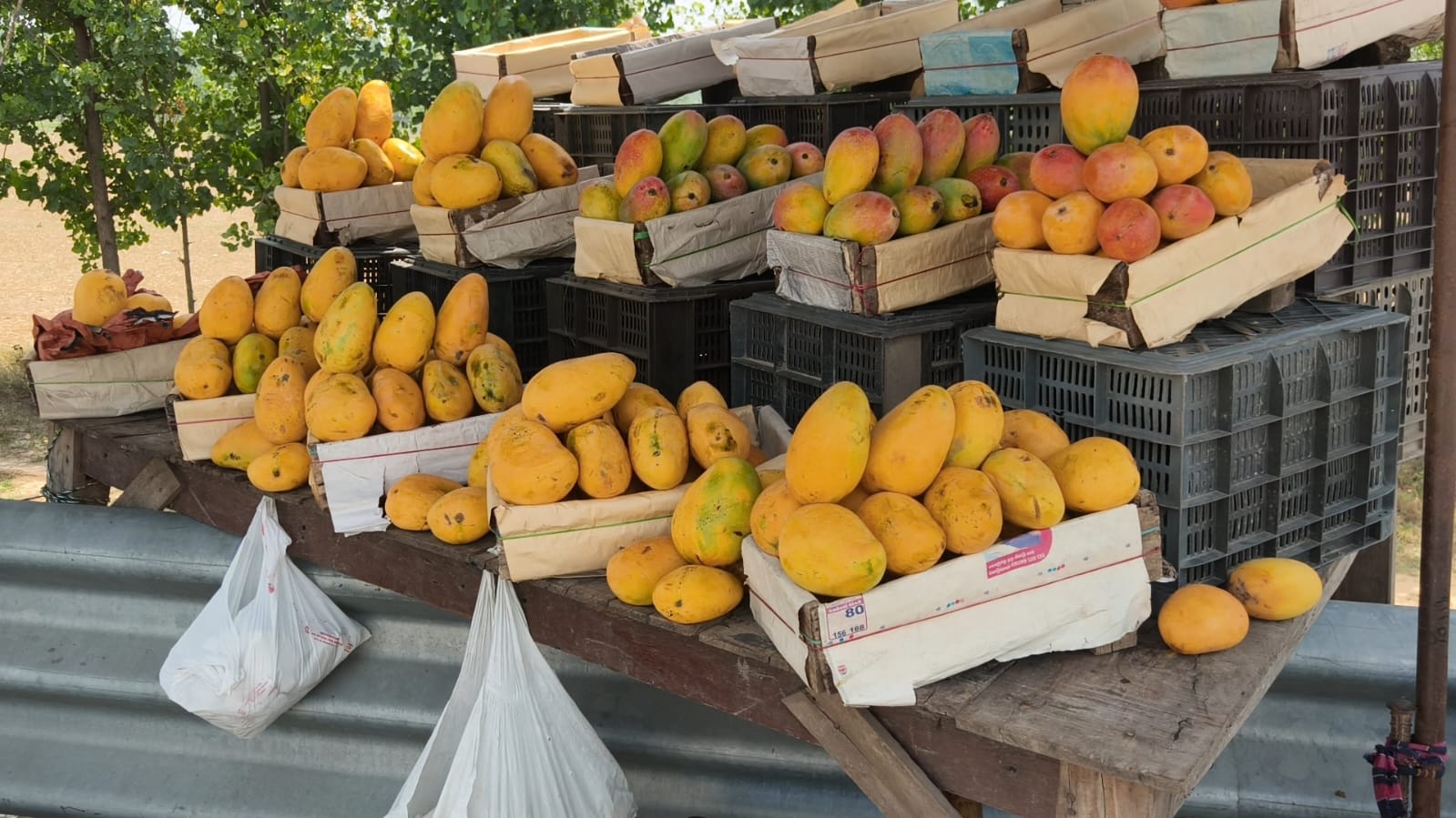 saharanpur mango