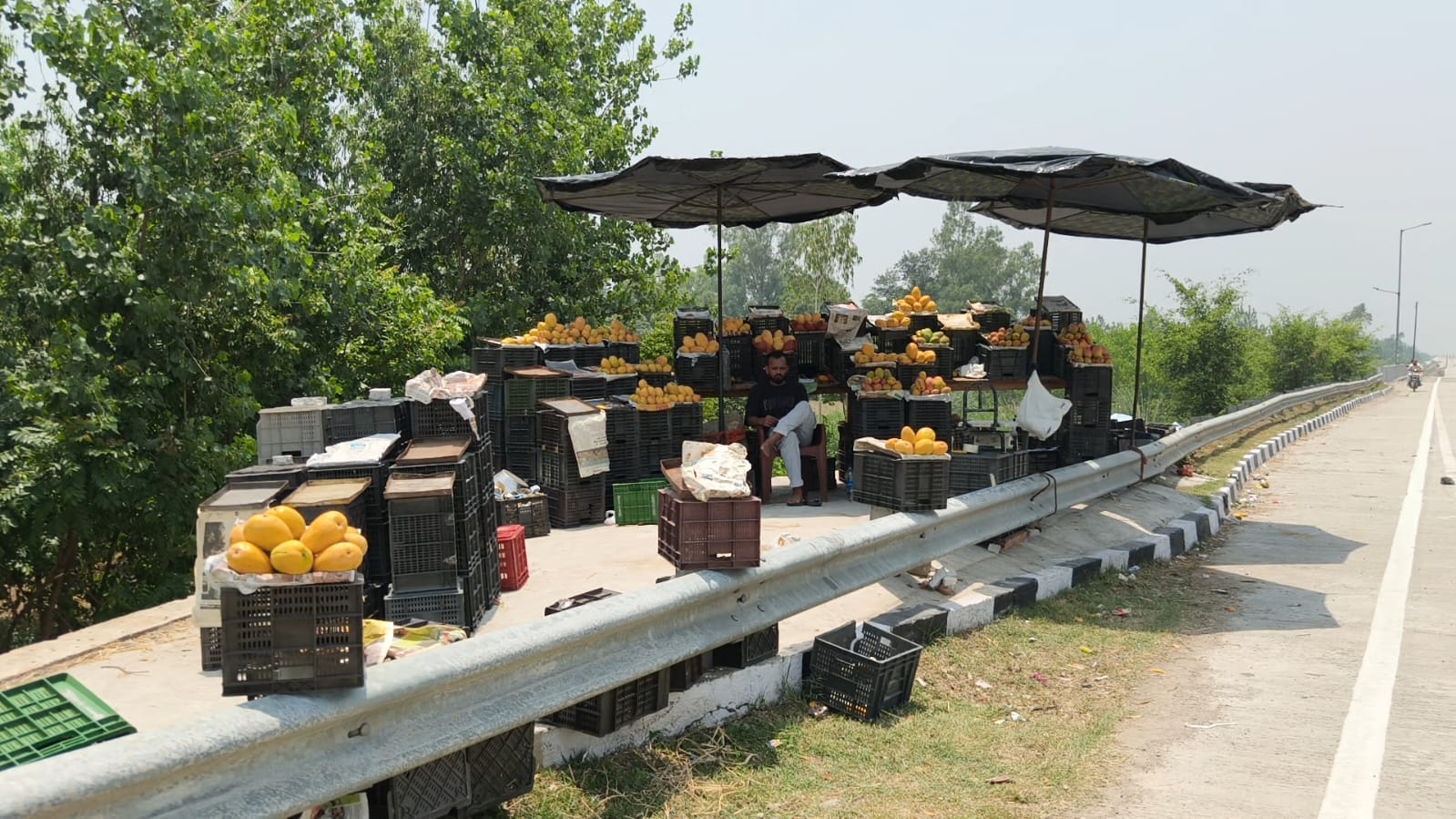 saharanpur mango