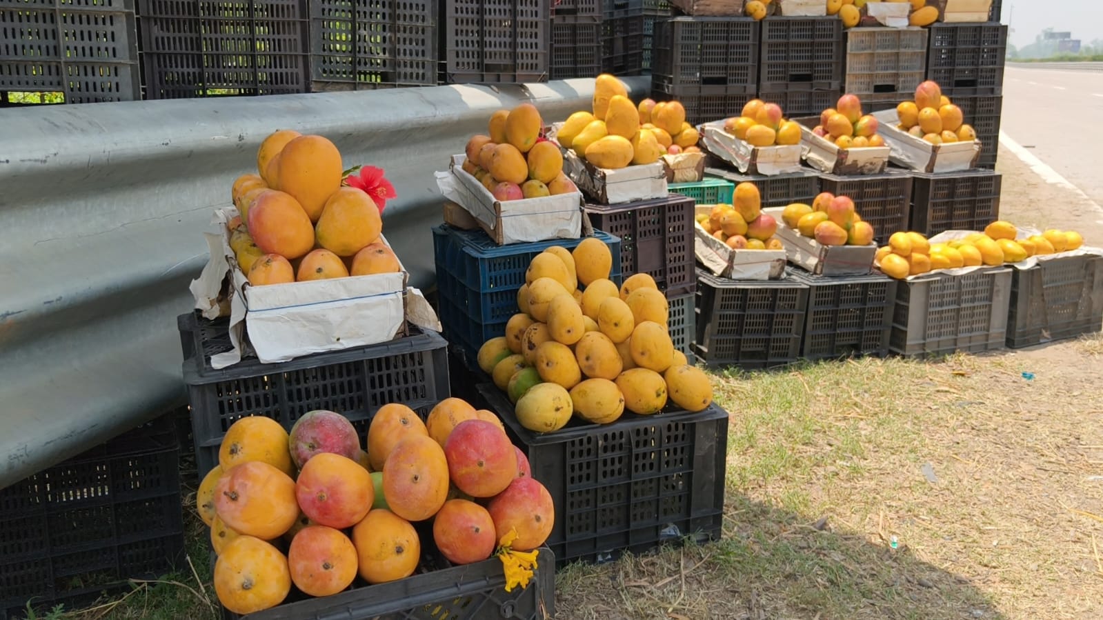 saharanpur mango
