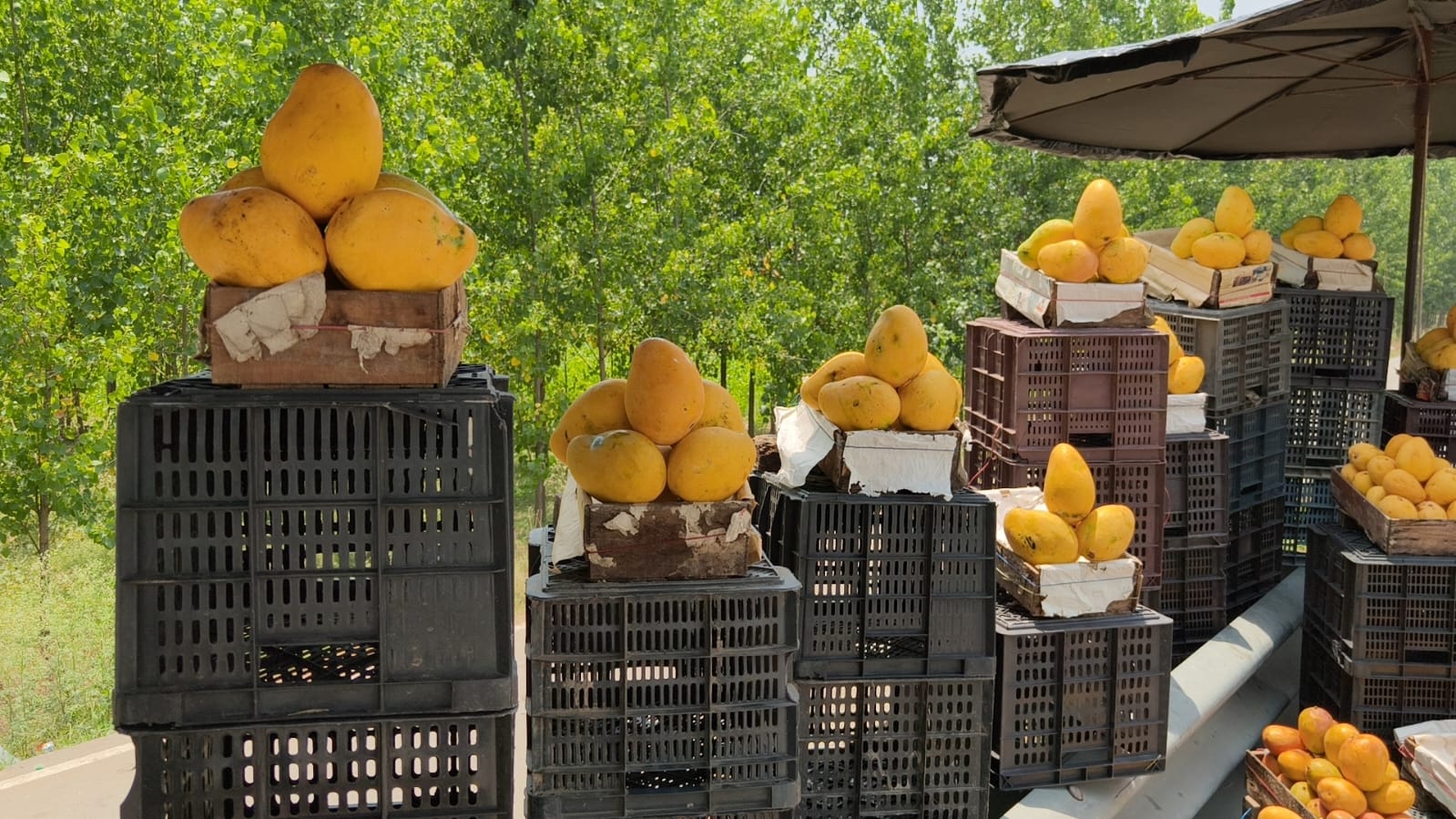 saharanpur mango