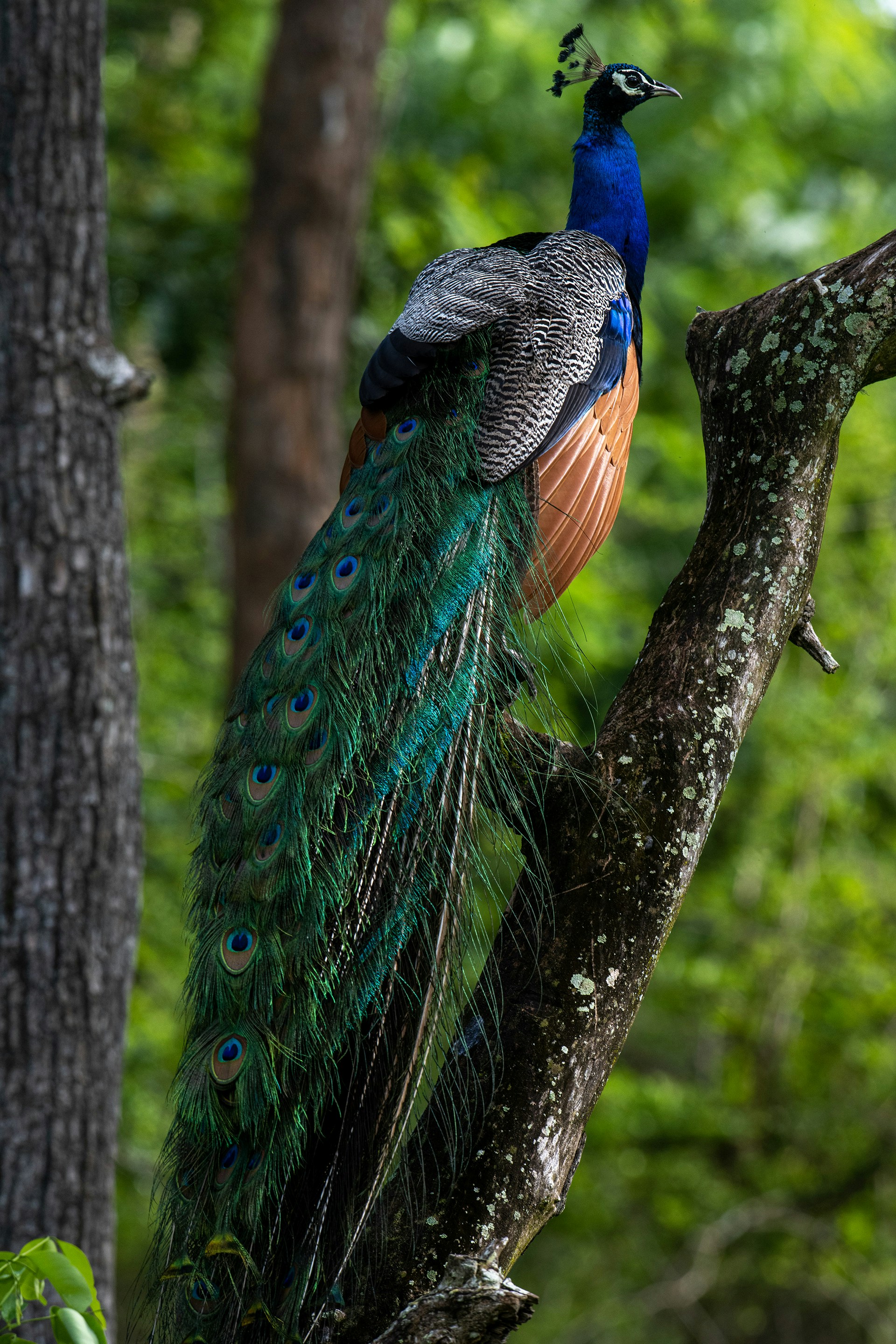 Peacocks
