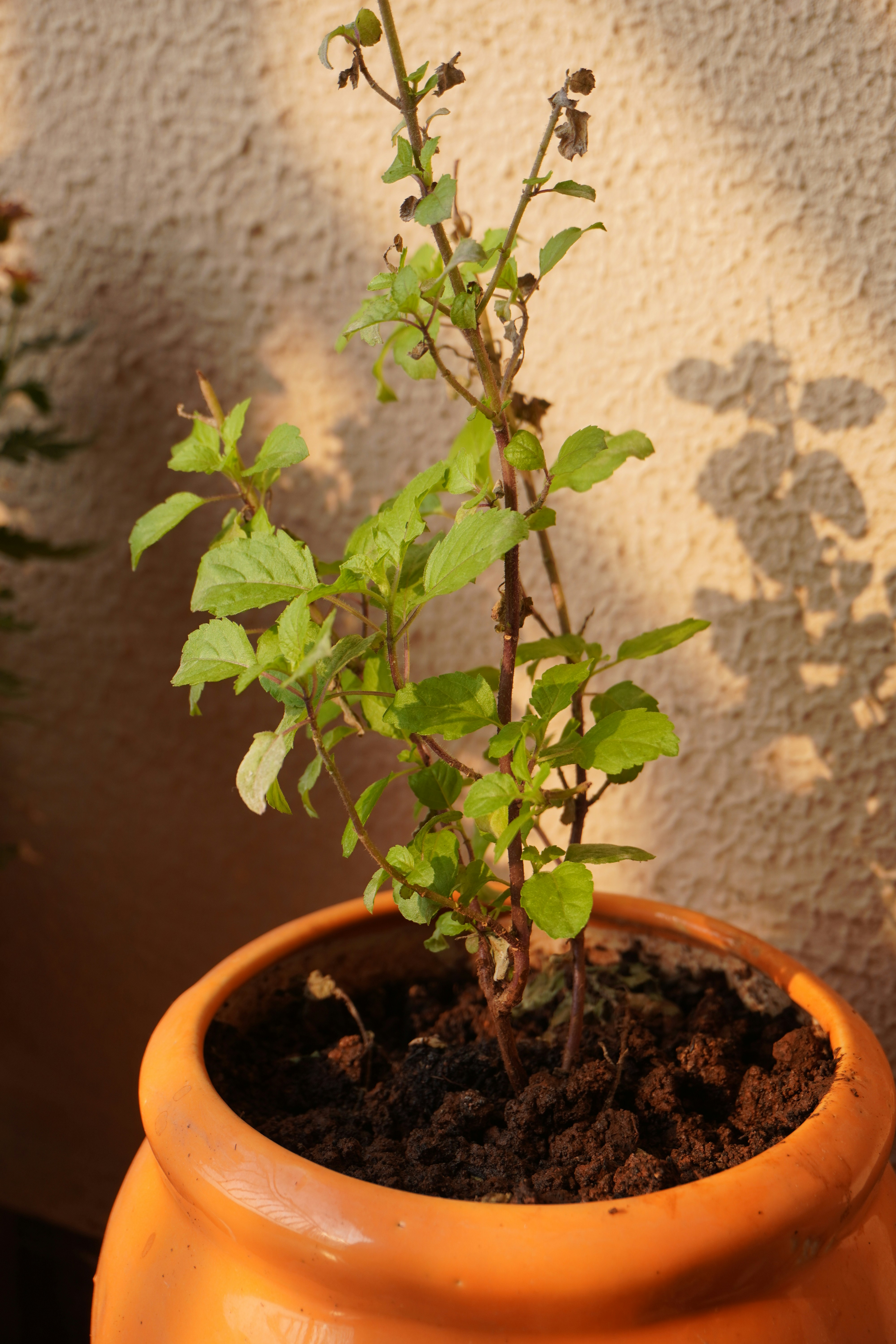 tulsi