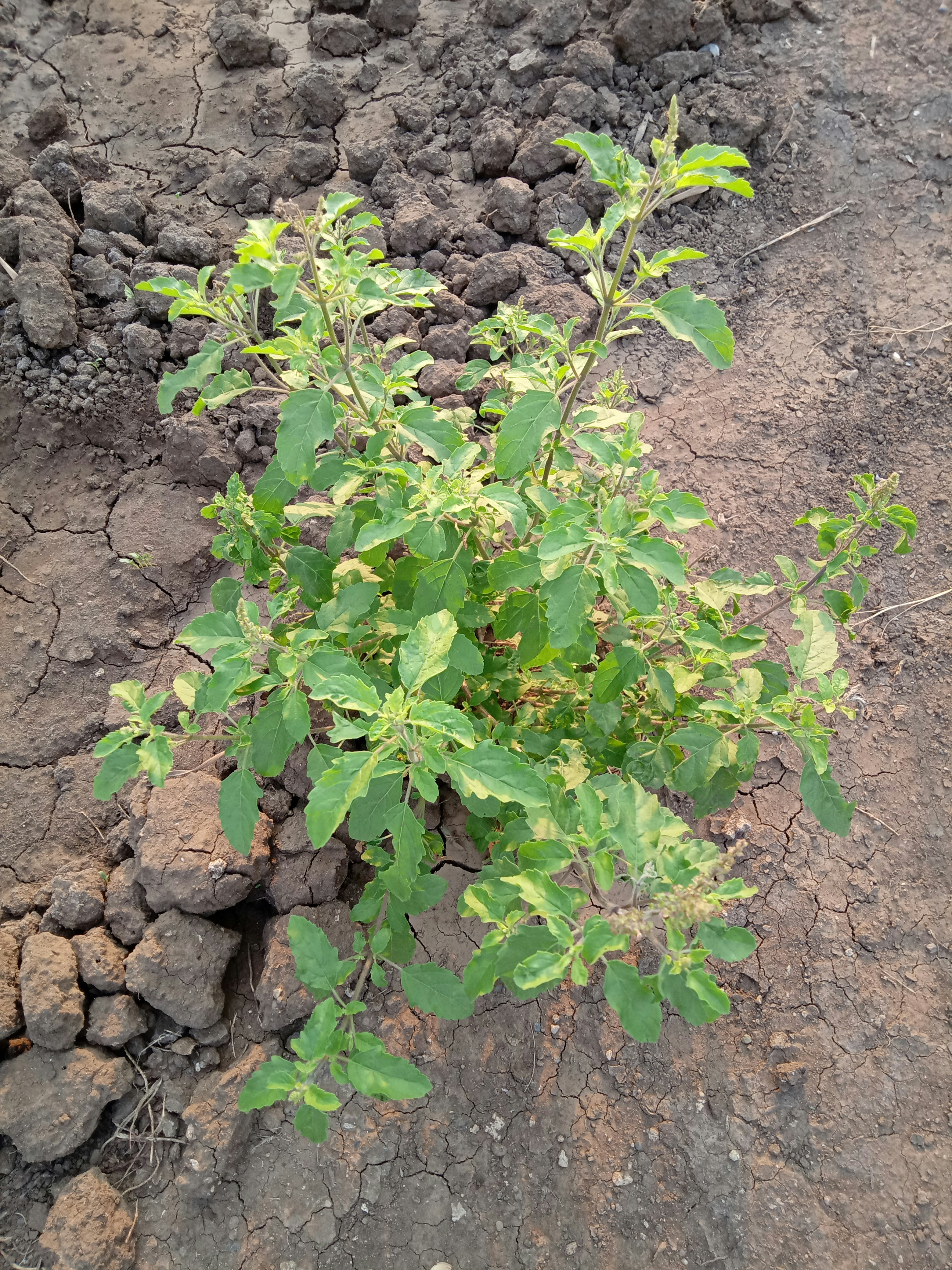tulsi