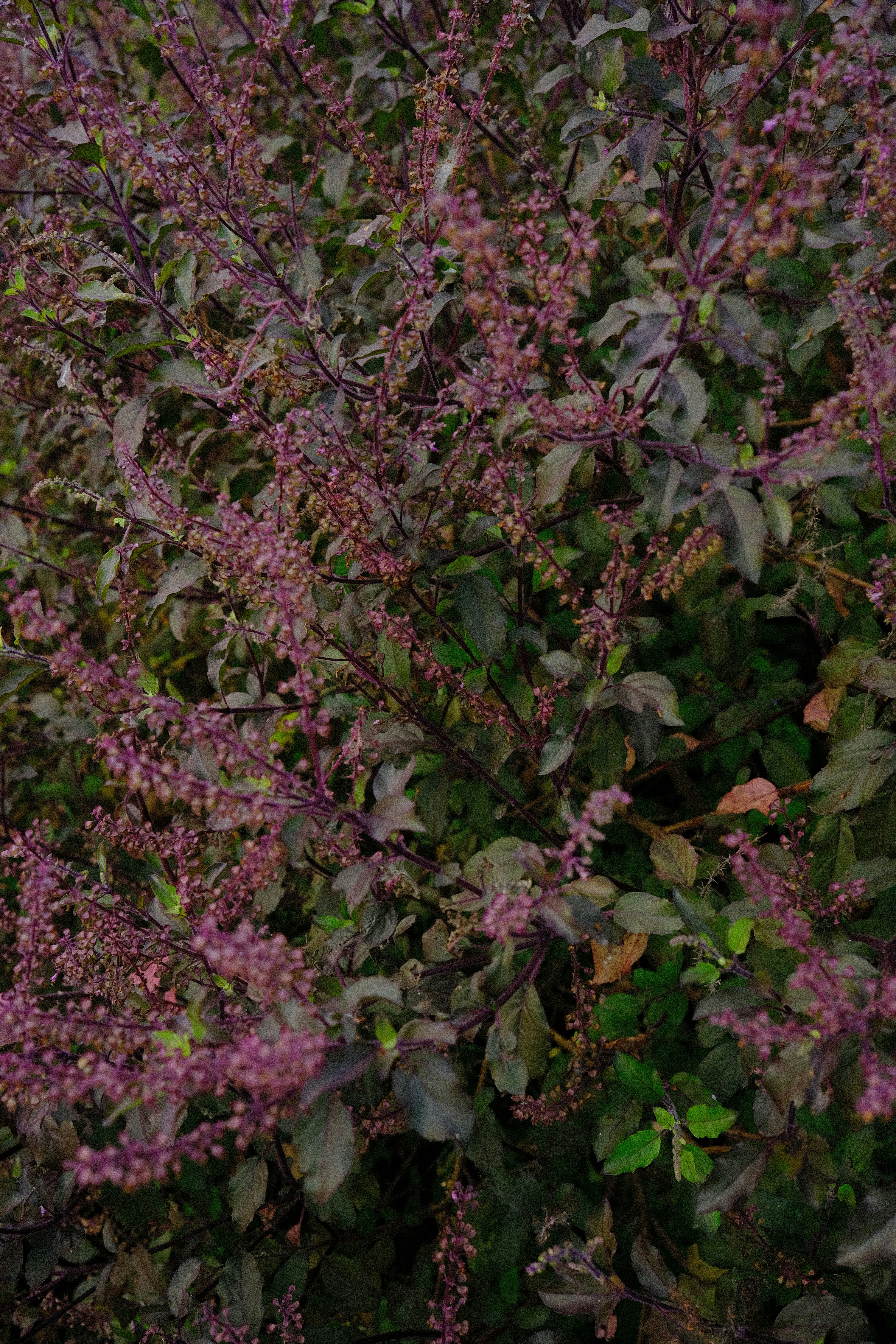 tulsi
