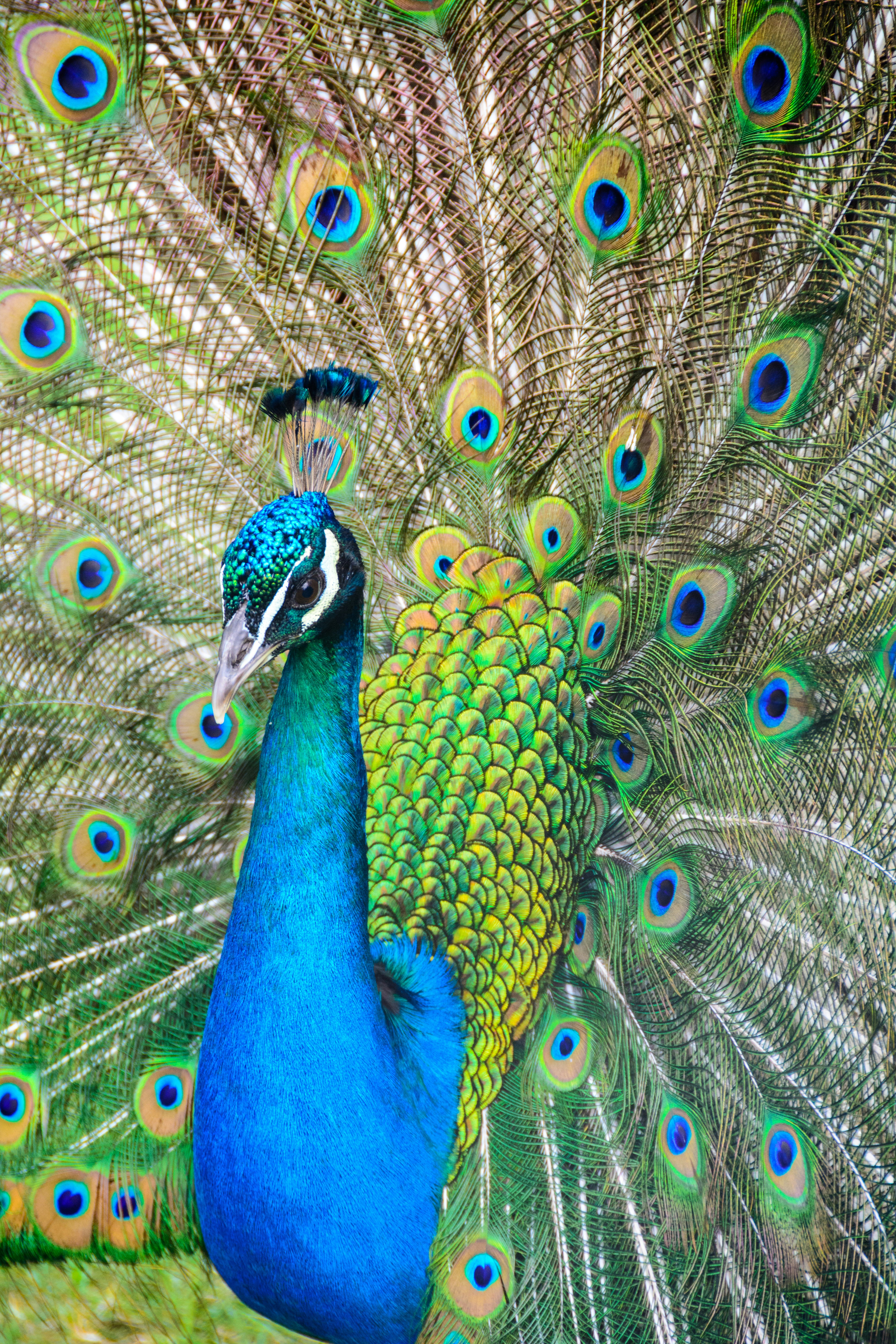Peacocks