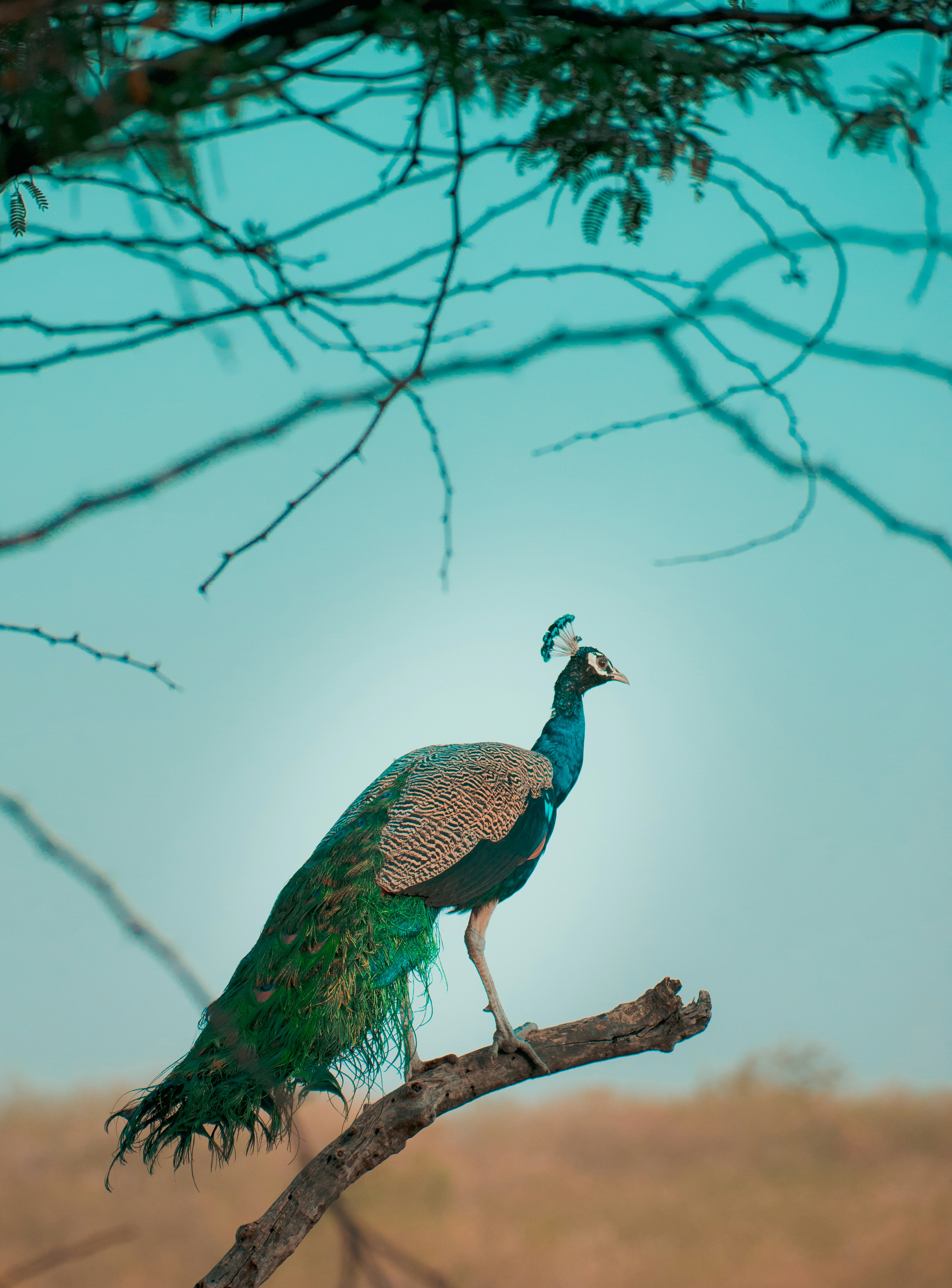 Peacocks