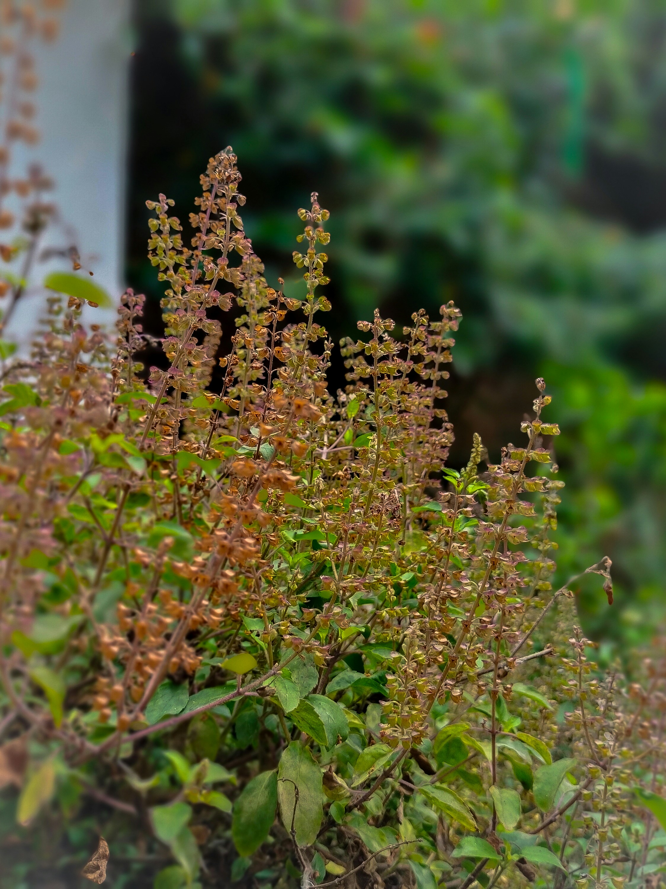 tulsi
