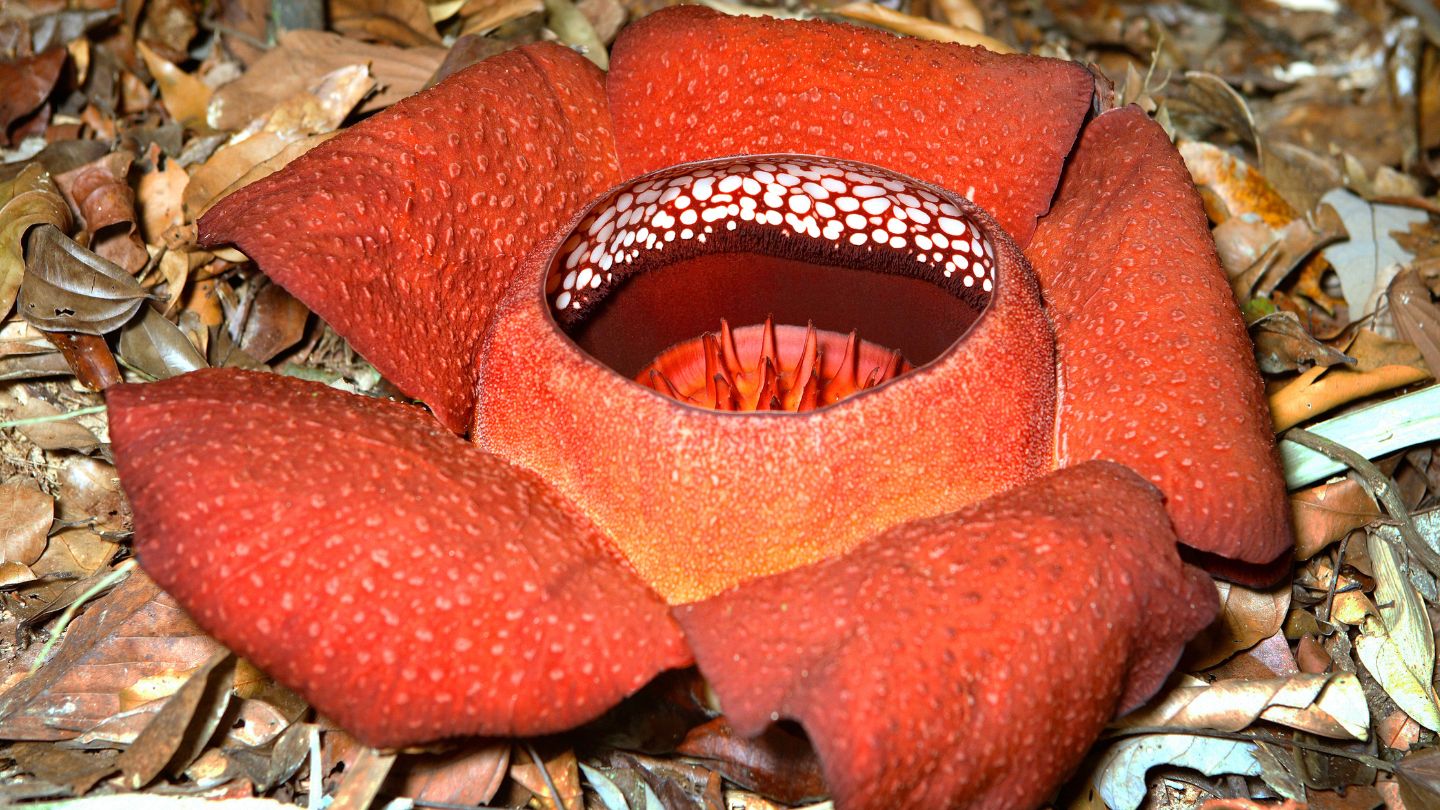Rafflesia Arnoldii