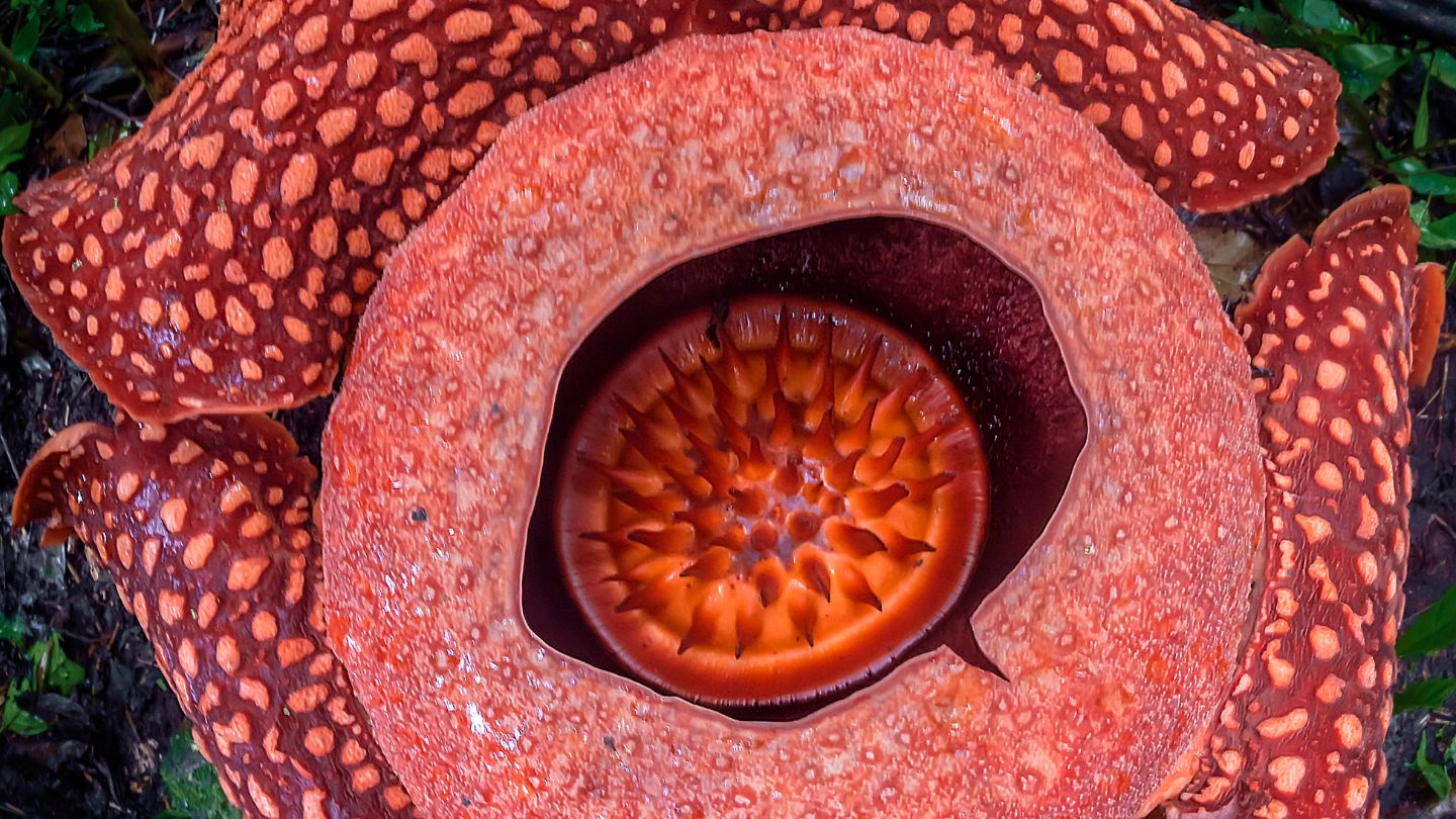 Rafflesia Arnoldii