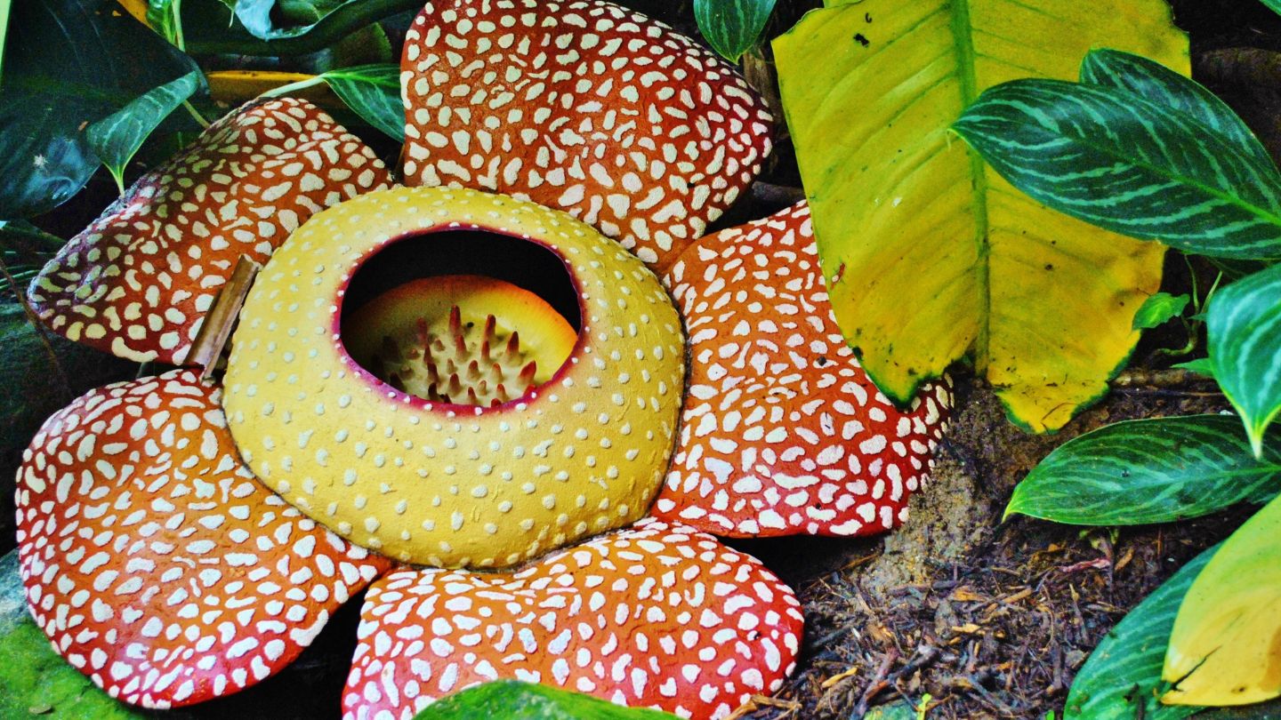 Rafflesia Arnoldii