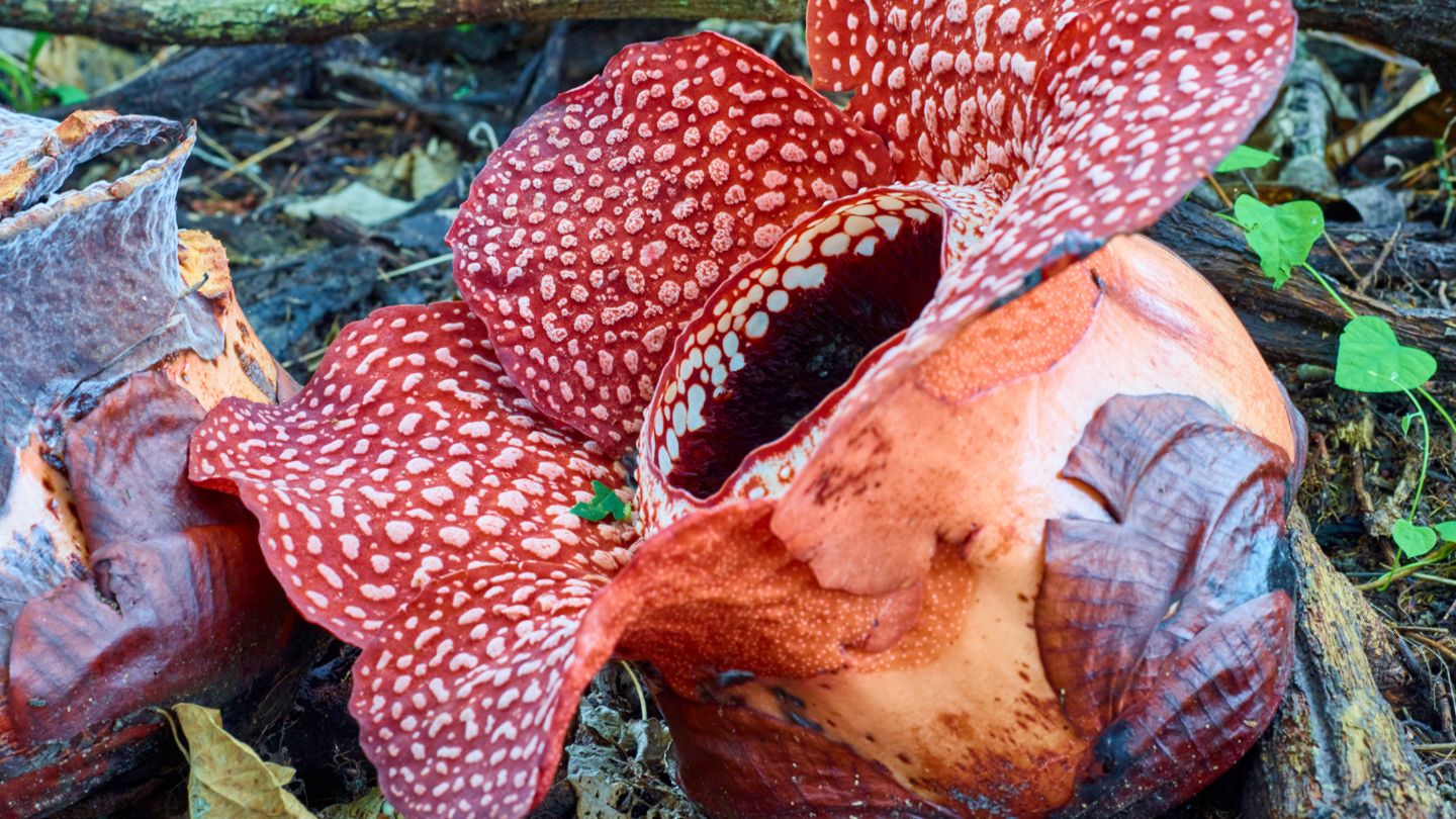 Rafflesia Arnoldii