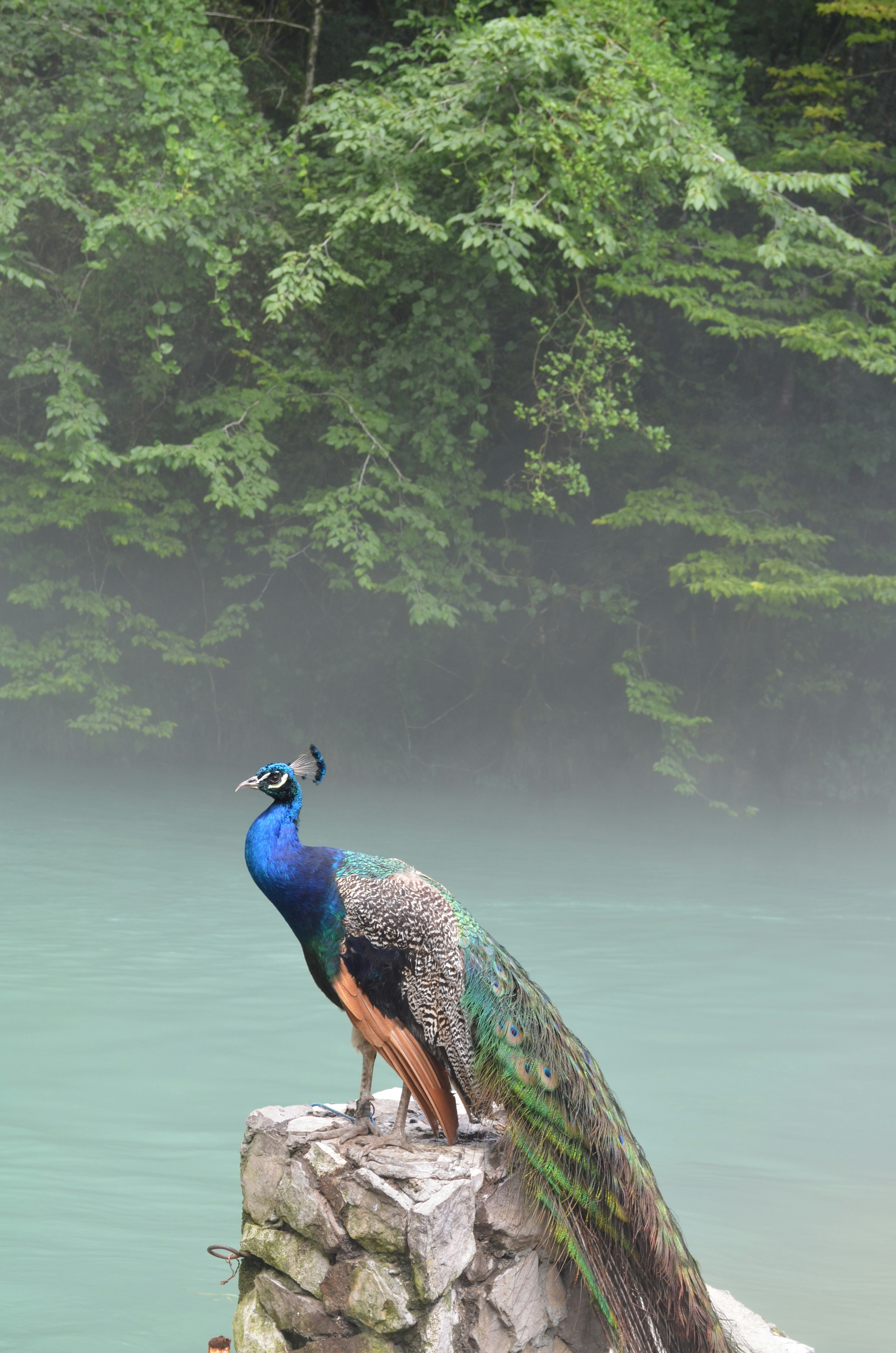 Peacocks