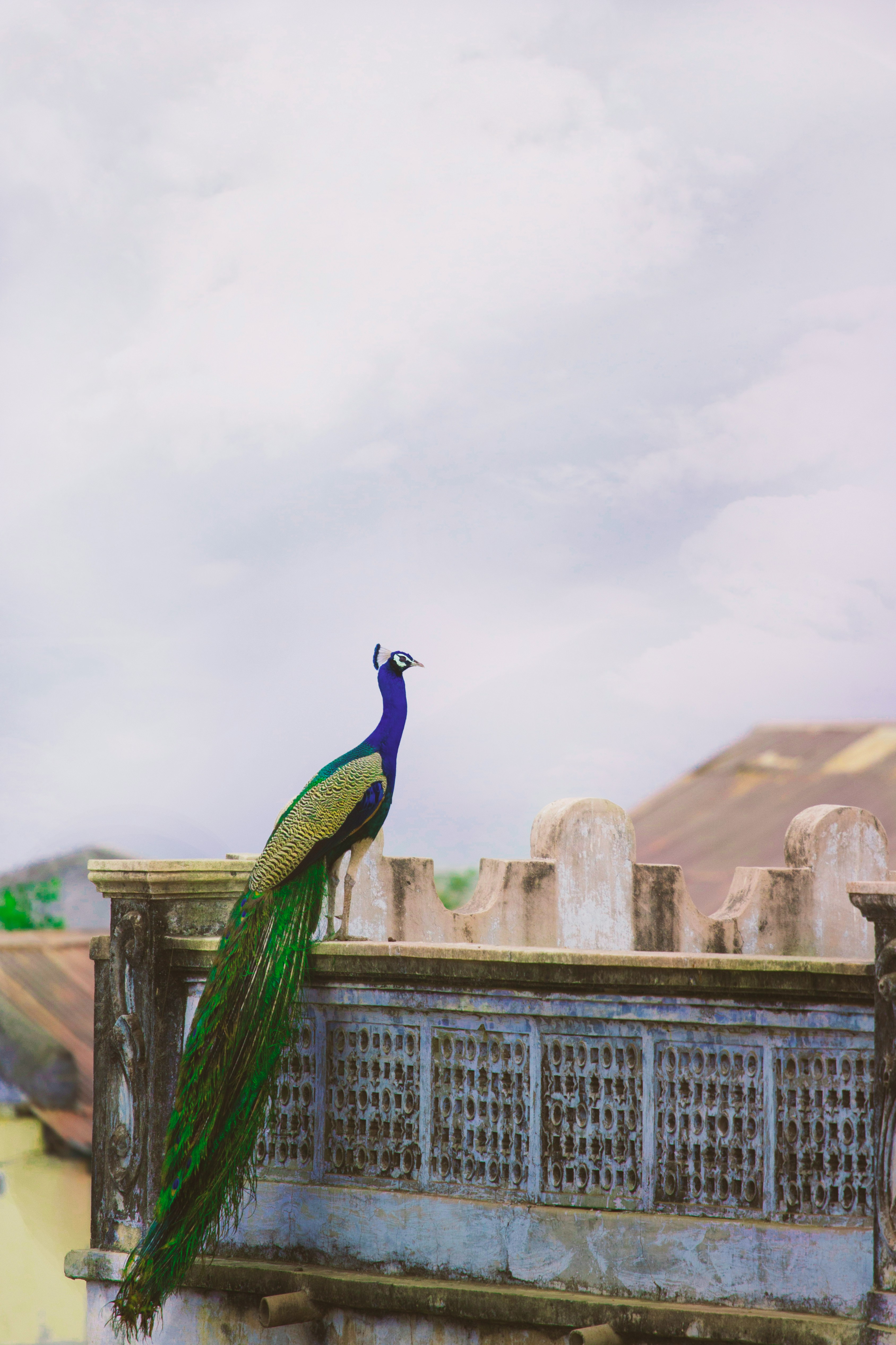 Peacocks