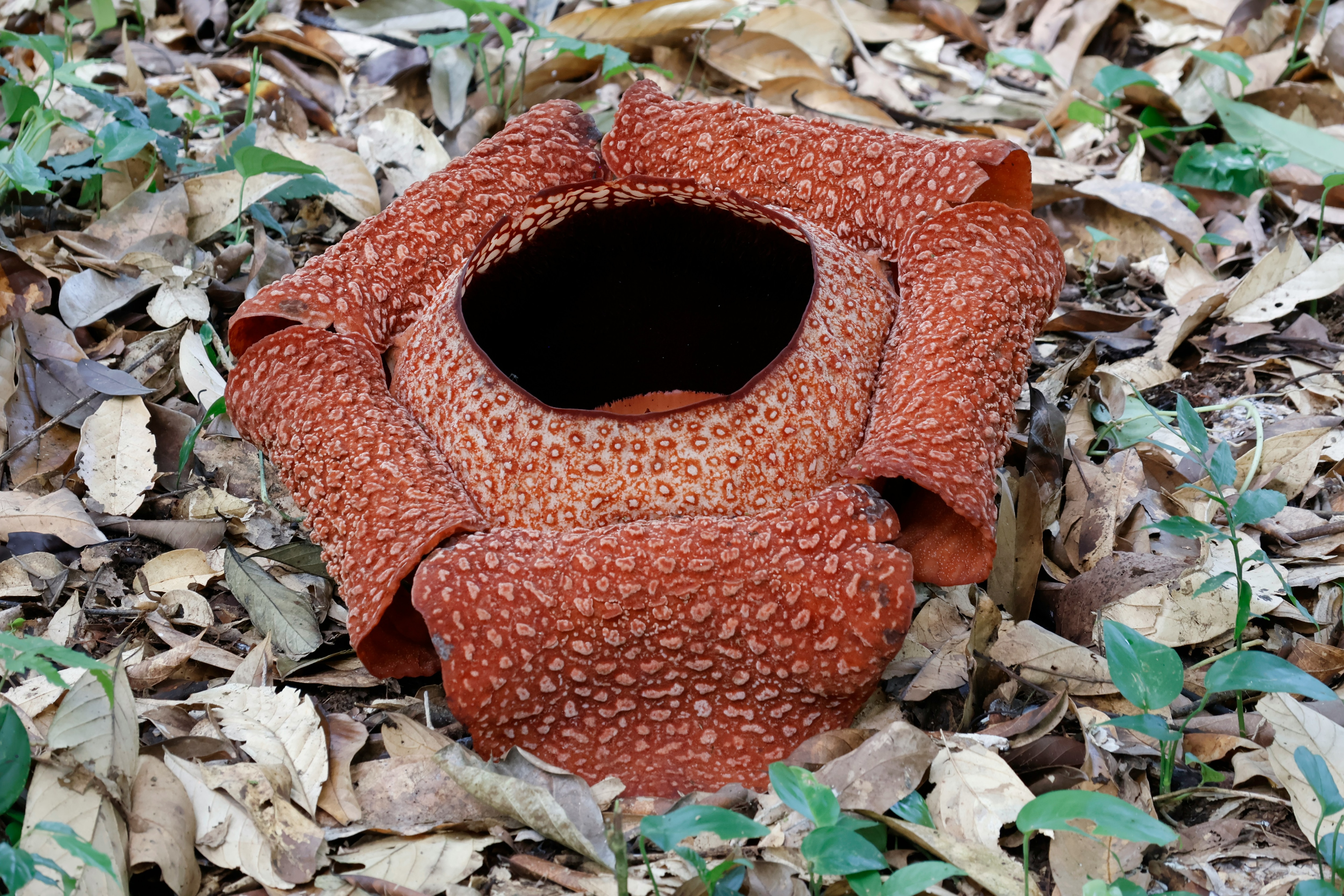 Rafflesia Arnoldii