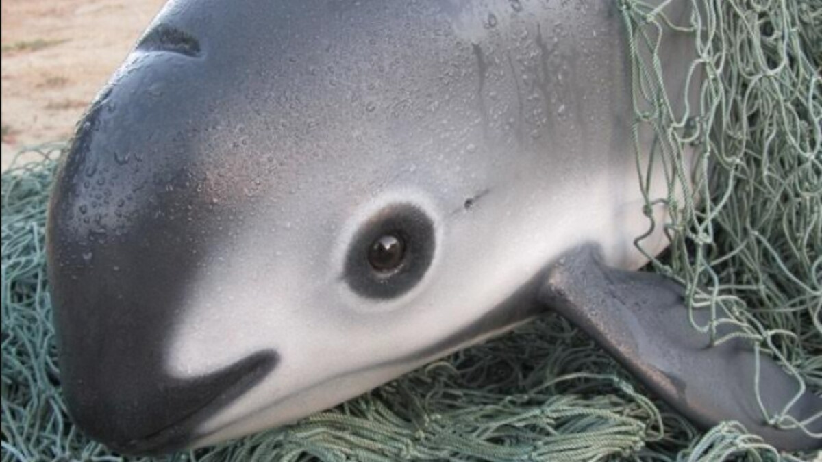 Vaquita Vaquita