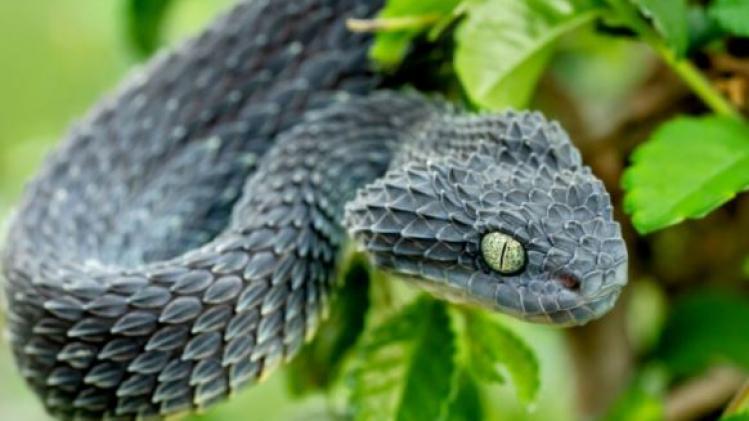 सापों को भगाने के चक्कर में एक शख्स ने जलाया करोड़ों का घर, जानें फिर