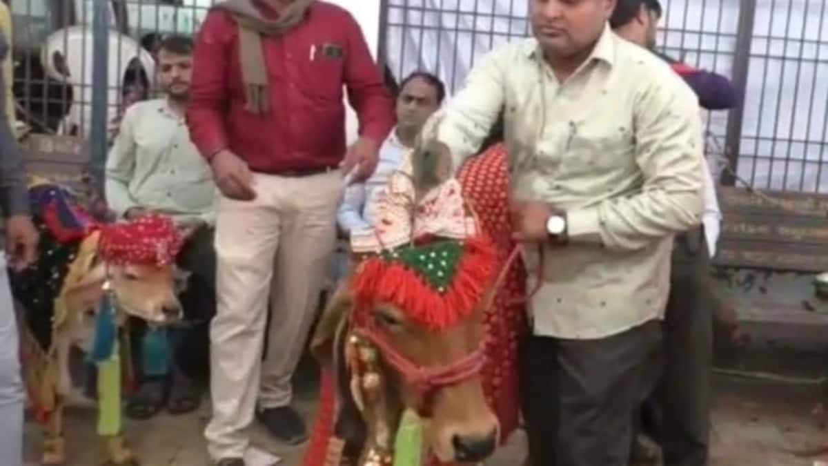 बछड़ा और बछिया की शादी बछड़ा और बछिया की शादी