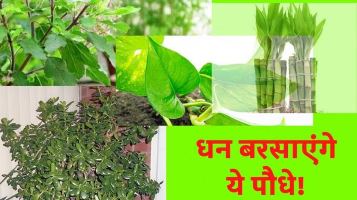घर में ये चार पौधे जरूर लगाएं! घर में ये चार पौधे जरूर लगाएं!