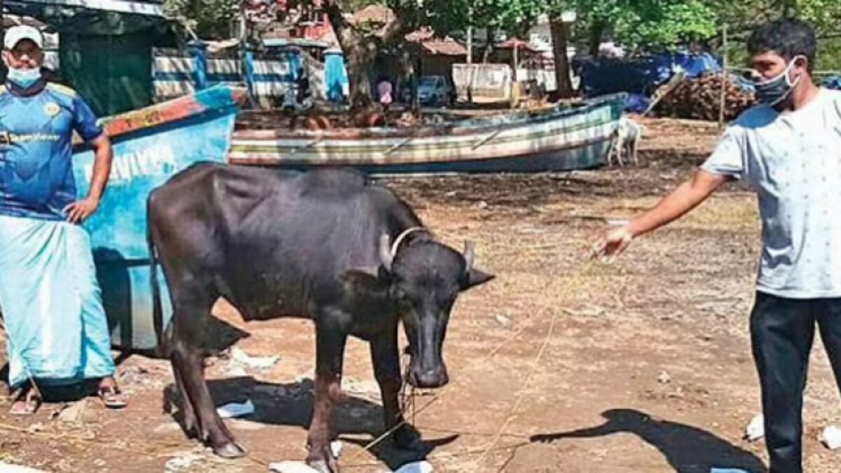 Rescued Buffalo Rescued Buffalo