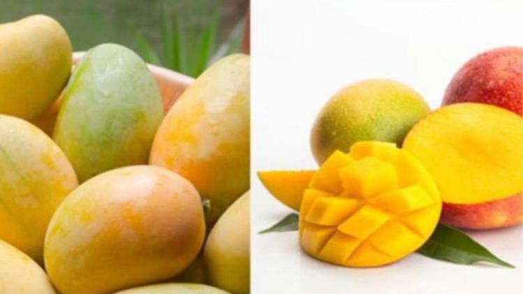 Health Tips आम की गुठली के है कई फायदे, हृदय रोग जैसी इन 5 बीमारियों