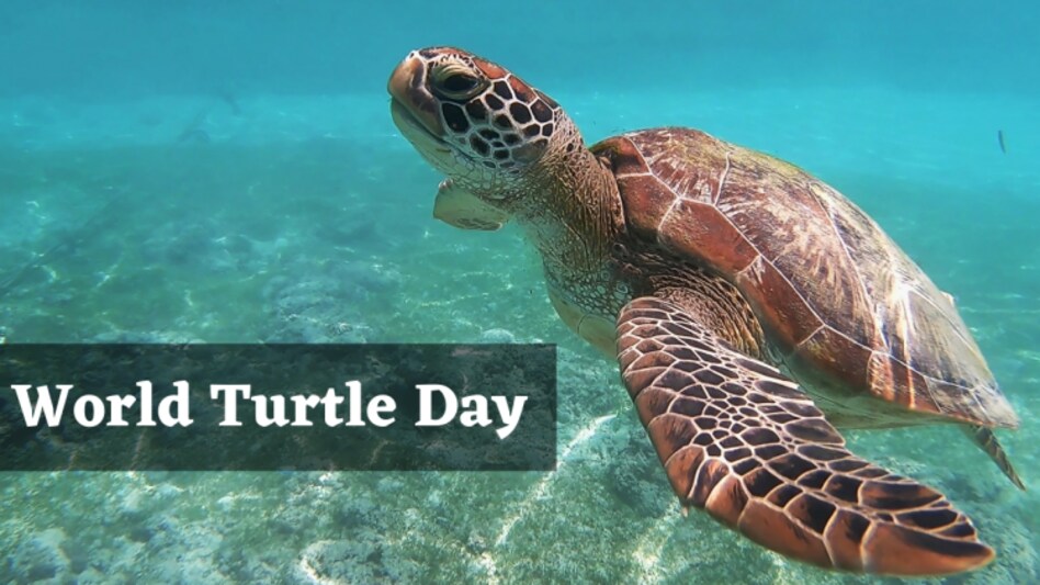 World Turtle Day 2022 (Photo: Unsplash) World Turtle Day 2022 (Photo: Unsplash)