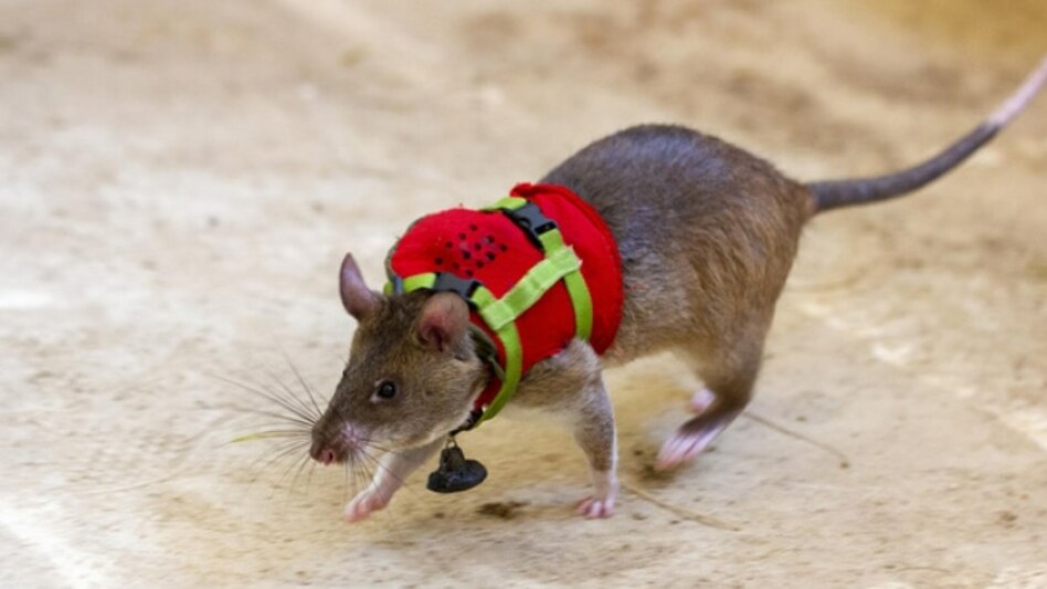 Rats to be sent to earthquake debris (Apopo Science) Rats to be sent to earthquake debris (Apopo Science)