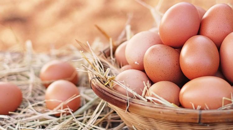 fun-facts-about-eggs