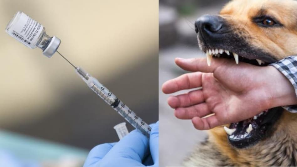 Dog Bite Injection Price In India Dog Bite Injection Price In India