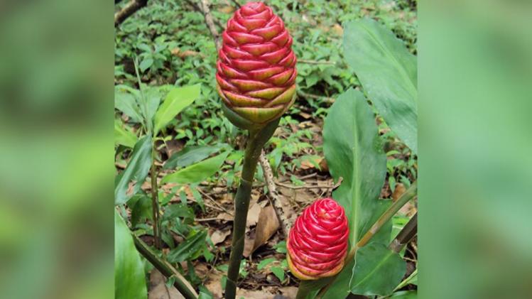 Ginger Flower Meaning In Hindi Best Flower Site