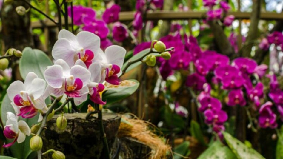 Orchid (Photo: Unsplash) Orchid (Photo: Unsplash)