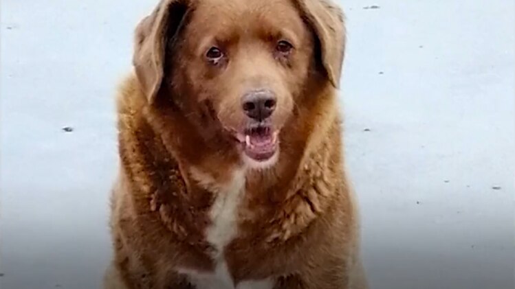 मिलिए दुनिया के सबसे उम्रदराज डॉगी से...Guinness Book में दर्ज हुआ नाम