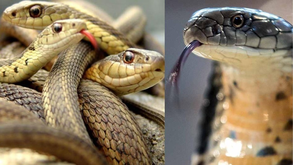 World Snake Day 2023: हर साल क्यों मनाया जाता है सर्प दिवस, क्या है इसका इतिहास, स्नेक के काटने पर तुरंत क्या करें, जानें सांपों के बारे में कुछ रोचक ...