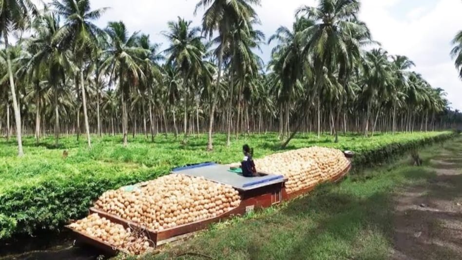 સૌરાષ્ટ્ર હવે નારિયેળના વેપારમાં પણ અગ્રણી થશે! જાણો કેવી રીતે તાઉતે વાવાઝોડું તંત્રની આંખ ઉઘાડતું ગયું.. gujarattak