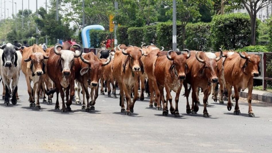 હાઈકોર્ટની ફટકાર બાદ ભર ઊંઘમાંથી જાગ્યું તંત્ર, ઢોર પાર્ટીના બે કર્મીઓ રૂ.15 હજારની લાંચ લેતા ઝડપાયા gujarattak