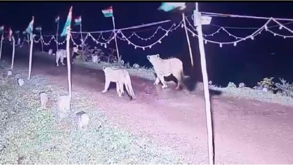 આખા દેશની શાન અને ગીરની શાન એક જ ફ્રેમમાં….. gujarattak