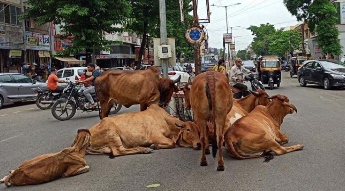 વડોદરામાં પ્રેગ્નેટ મહિલાને ગાયે અડફેટે લીધી, દુનિયામાં આવતા પહેલા જ બાળકે જીવ ગુમાવ્યો gujarattak