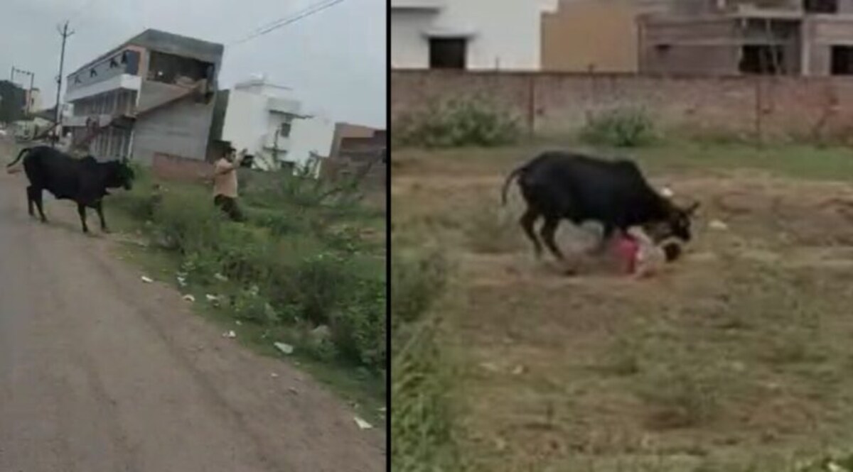 Nadiad: રખડતા ઢોરે યુવકને શિંગડે ચડાવ્યો, જમીન પર પટકી પટકીને રગદોળ્યો gujarattak