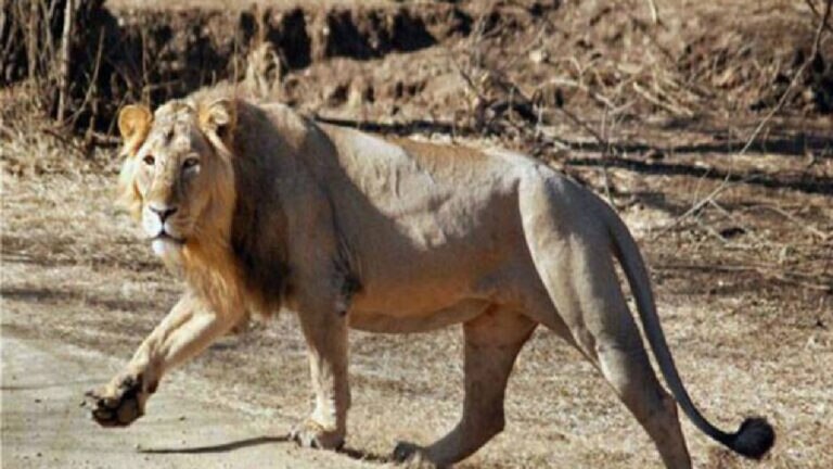 ગુજરાતમાં સિંહોની સંખ્યામાં વધારો, પણ 3 વર્ષમાં 366ના મૃત્યુ lion