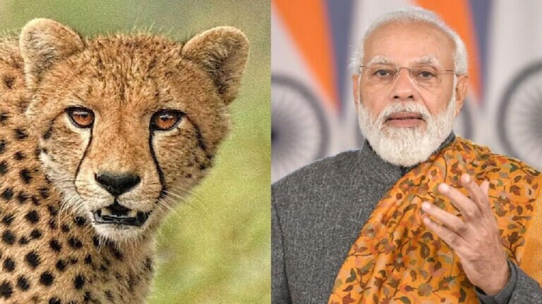 74 વર્ષ બાદ ભારત પરત ફરશે ચિત્તા, વડાપ્રધાન કરશે સ્વાગત gujarattak