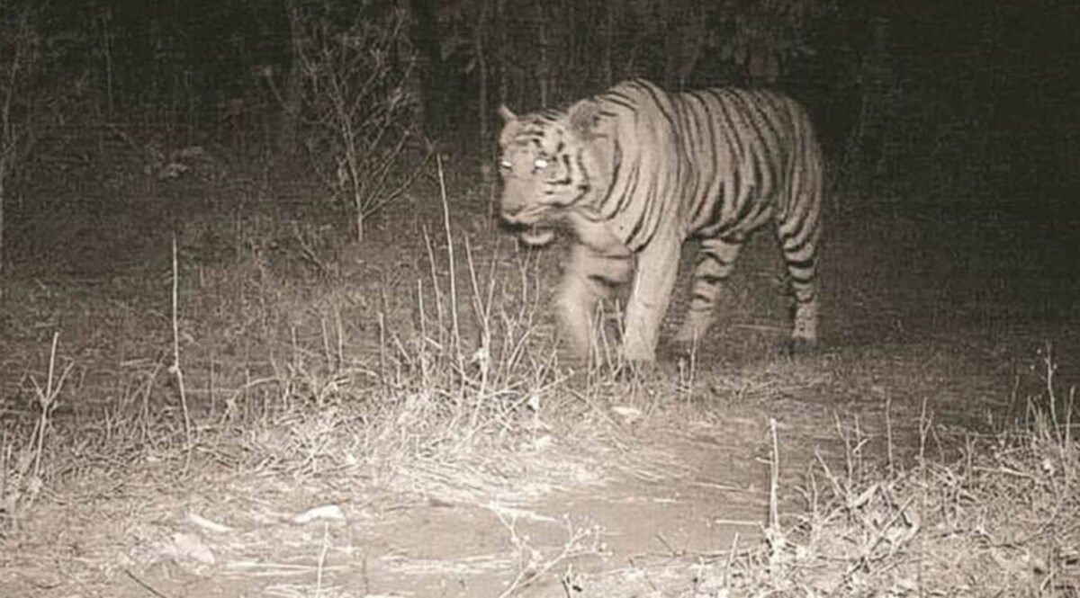 Mahisagar જિલ્લામાં ફરી જોવા મળ્યા વાઘના પંજાના નિશાન, લોકોમાં ભયનો માહોલ gujarattak