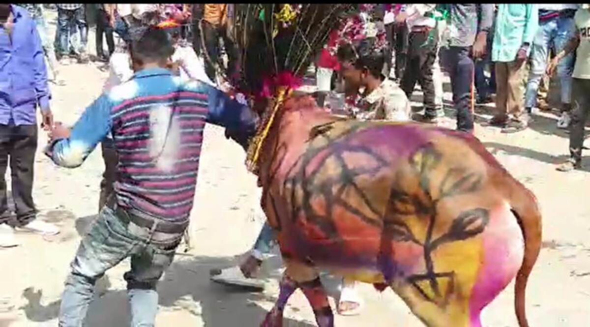 દાહોદ જિલ્લામાં નૂત્તન વર્ષની અનોખી ઉજવણીઃ ગાયને માલિકની ઉપરથી કરાય છે પસાર, જાણો કેમ કરાય છે આ વિધિ gujarattak