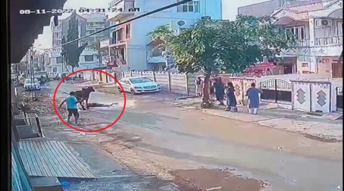 VIDEO: રાજકોટમાં દૂધ લેવા નીકળેલા વૃદ્ધને ગાયે શિંગડા માર્યા-પગથી રગદોળ્યા, આખરે મોત gujarattak