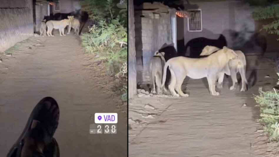 સોશ્યલ મીડિયાના ‘સાવજો’ જેલ ભેગાઃ વટ પાડવા રાજુલામાં સિંહોને પજવ્યા પછી કાયદાની સોટી વાગી- Video gujarattak