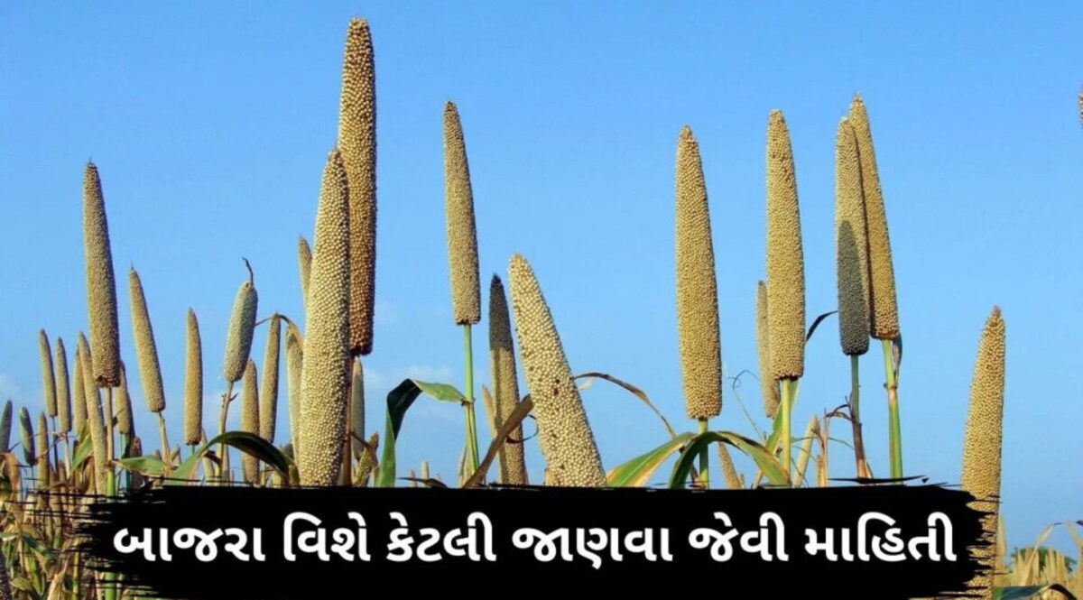 GUJARAT સરકાર પહેલીવાર ટેકાના ભાવે ખરીદી કરશે, રેશનકાર્ડ ધારકોને પણ અપાશે બાજરી gujarattak