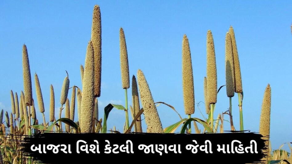 GUJARAT સરકાર પહેલીવાર ટેકાના ભાવે ખરીદી કરશે, રેશનકાર્ડ ધારકોને પણ અપાશે બાજરી gujarattak
