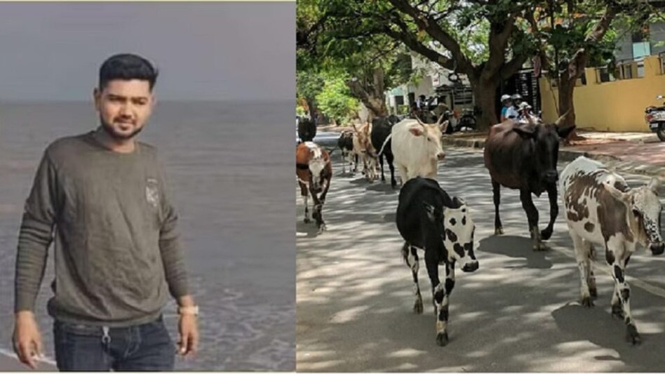 ભાવનગરમાં રખડતા ઢોરના કારણે વધુ એક યુવકનું મોત, તંત્રના પાપે પરિવારે જુવાનજોધ દીકરો ગુમાવ્યો gujarattak