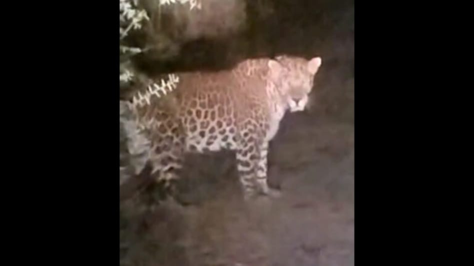 નવસારીઃ ચીખલીમાં દેખાયા દીપડા, વીડિયો વાયરલ થયા પછી પાંજરું મુકાયું gujarattak