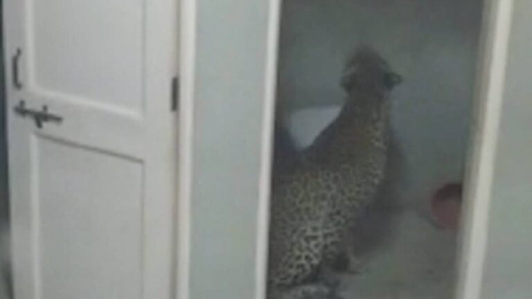 ગાંધીનગરમાં ફરી એકવાર દીપડો દેખાયો! જાણો કયા સેક્ટરમાં હોવાની અટકળો વેગવંતી.. gujarattak